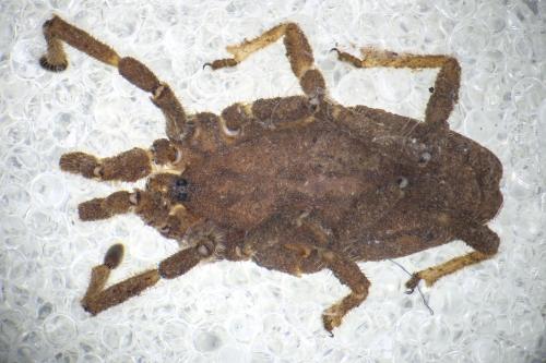 Calathocratus sinuosus